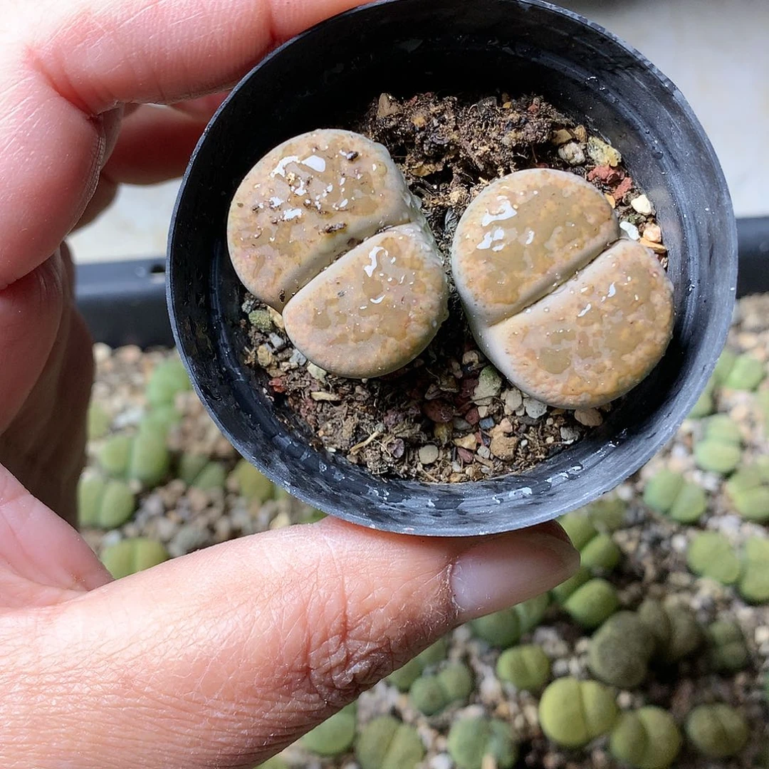 D25多肉植物保护