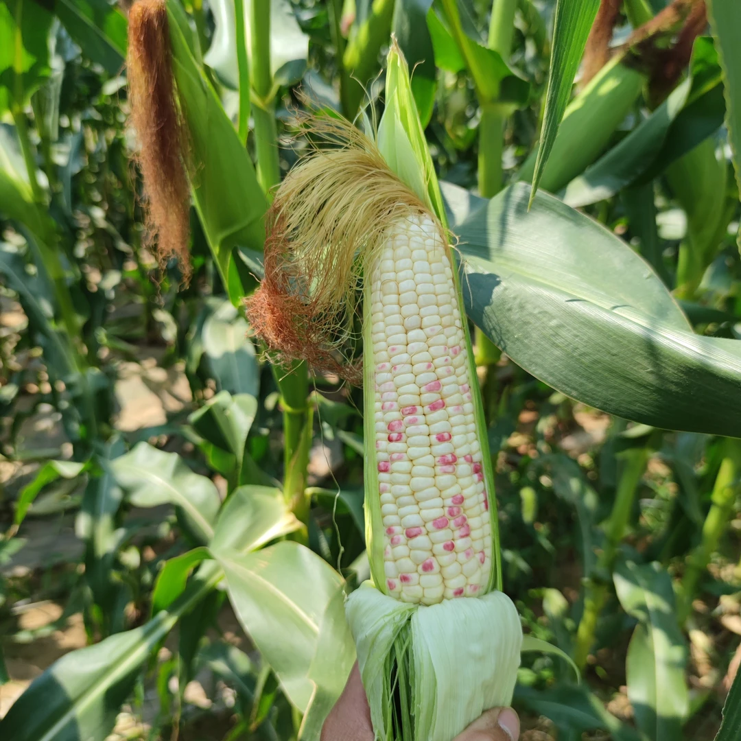 现采现摘江苏头茬花糯玉米当季新鲜香甜可口精品玉米棒包谷粗粮