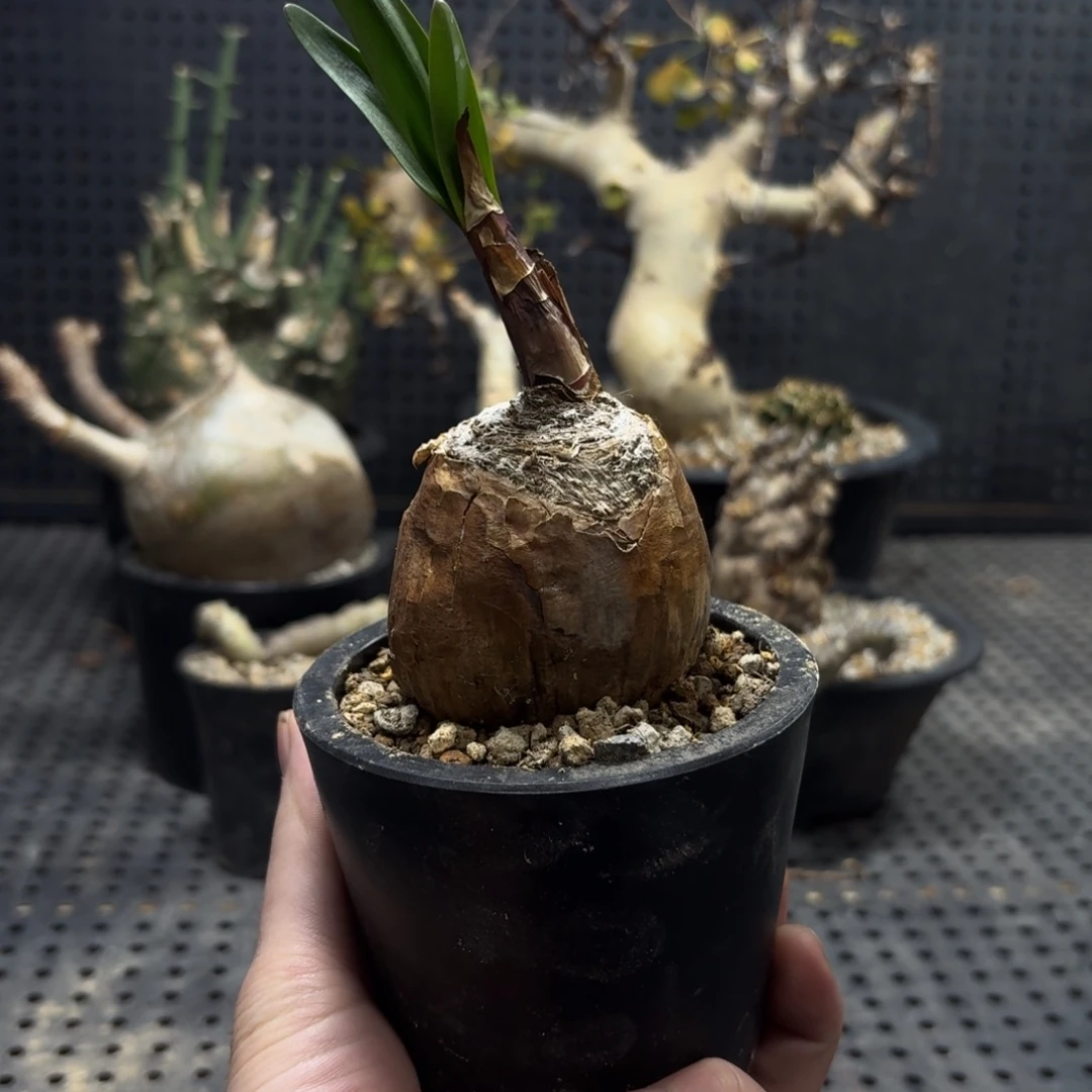 大地百合3666966666666