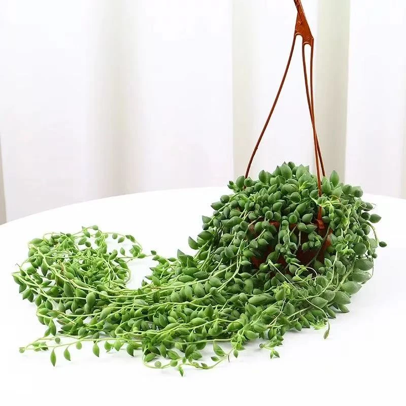 零花钱多肉    情人泪    多肉植物     种植
