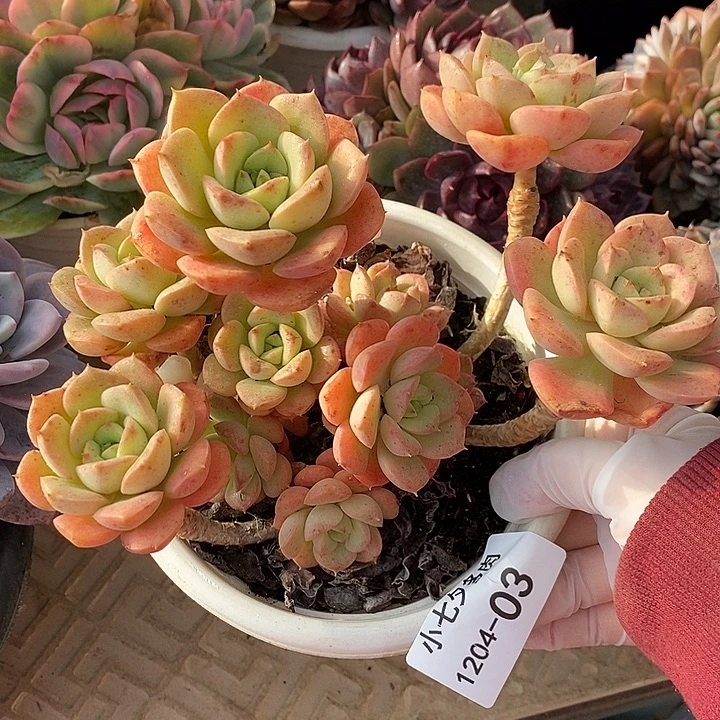 小七夕多肉妮可沙拉玫瑰03