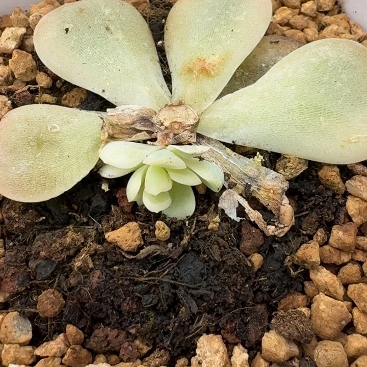 冰玉底座一物一拍