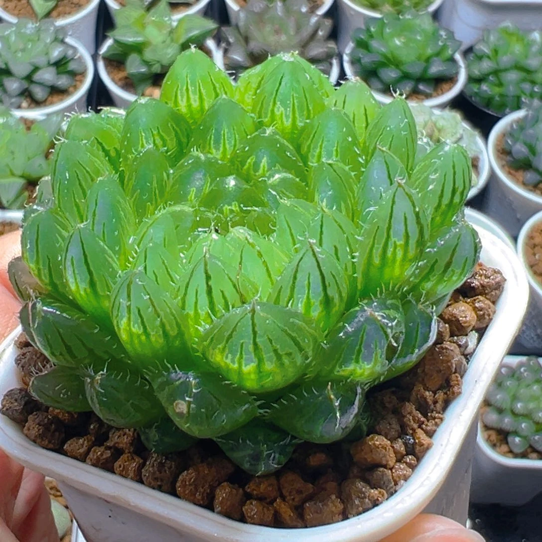 翠云玉露多肉多肉多肉