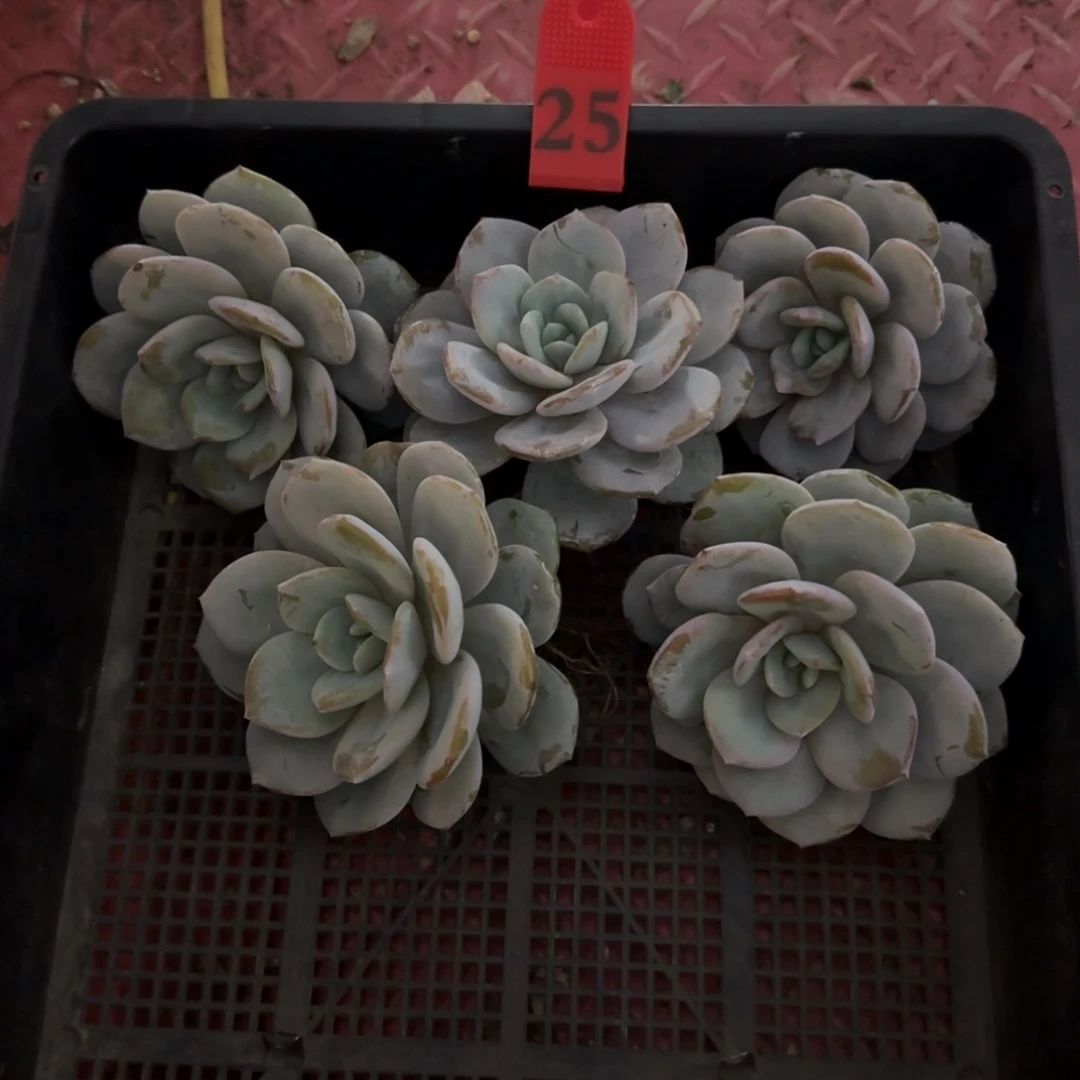 @***女韩版奶茶5颗单头一物一拍25