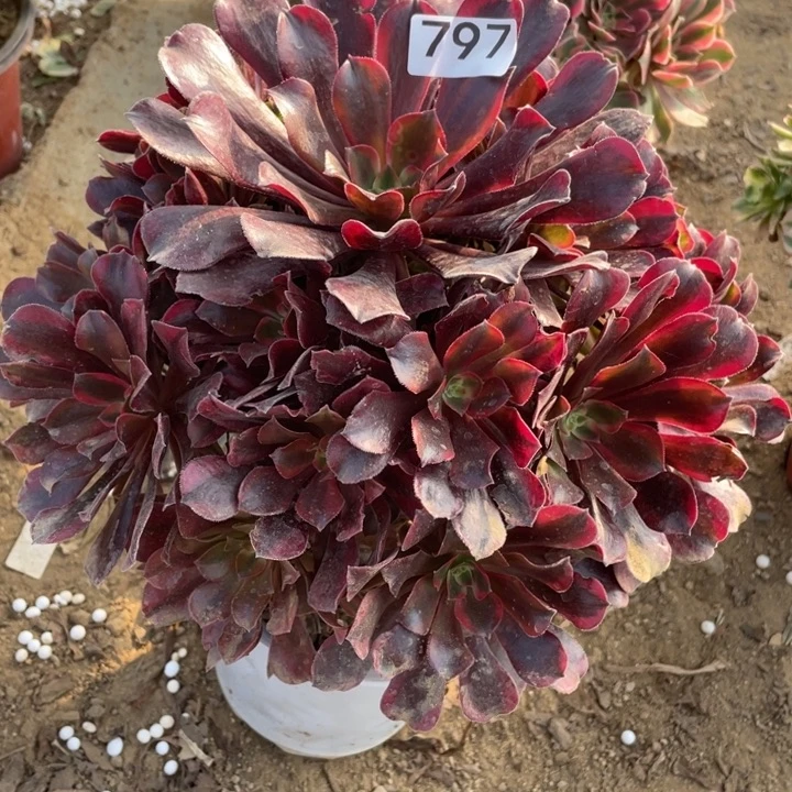 完全开放797多肉植物蒙娜丽莎