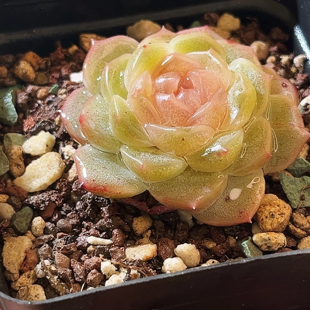 多肉植物一物一拍wjd