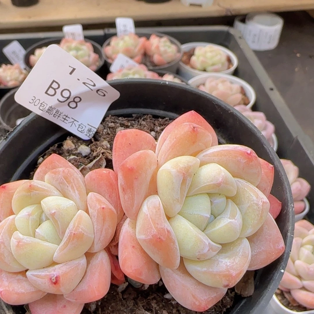 冰玉双头一颗脱土发货