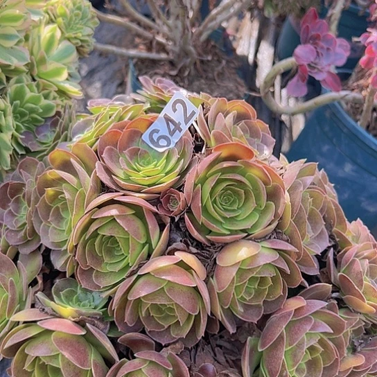 用***8多肉植物一个荷兰玫瑰