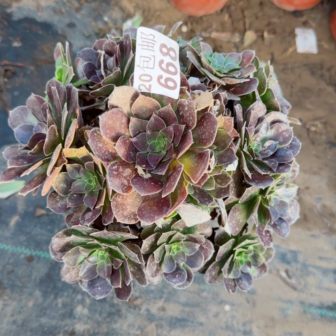 妖红玫瑰668满20包邮断枝不包