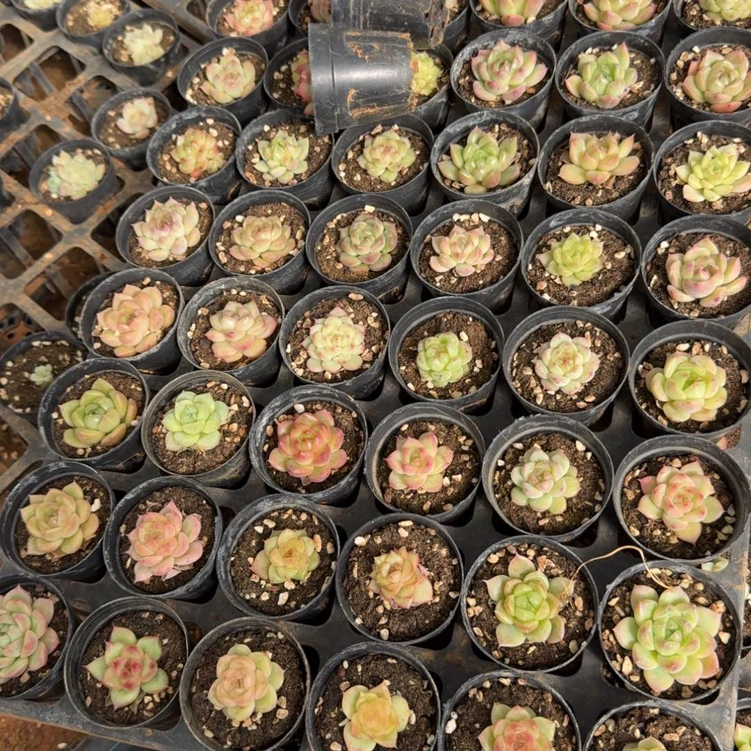 14-31麦秆五颗带盆发货水池边