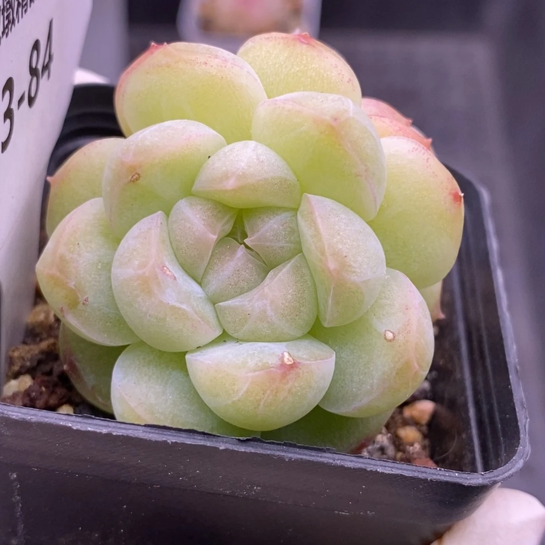 【闪购商品】13-84蜡像