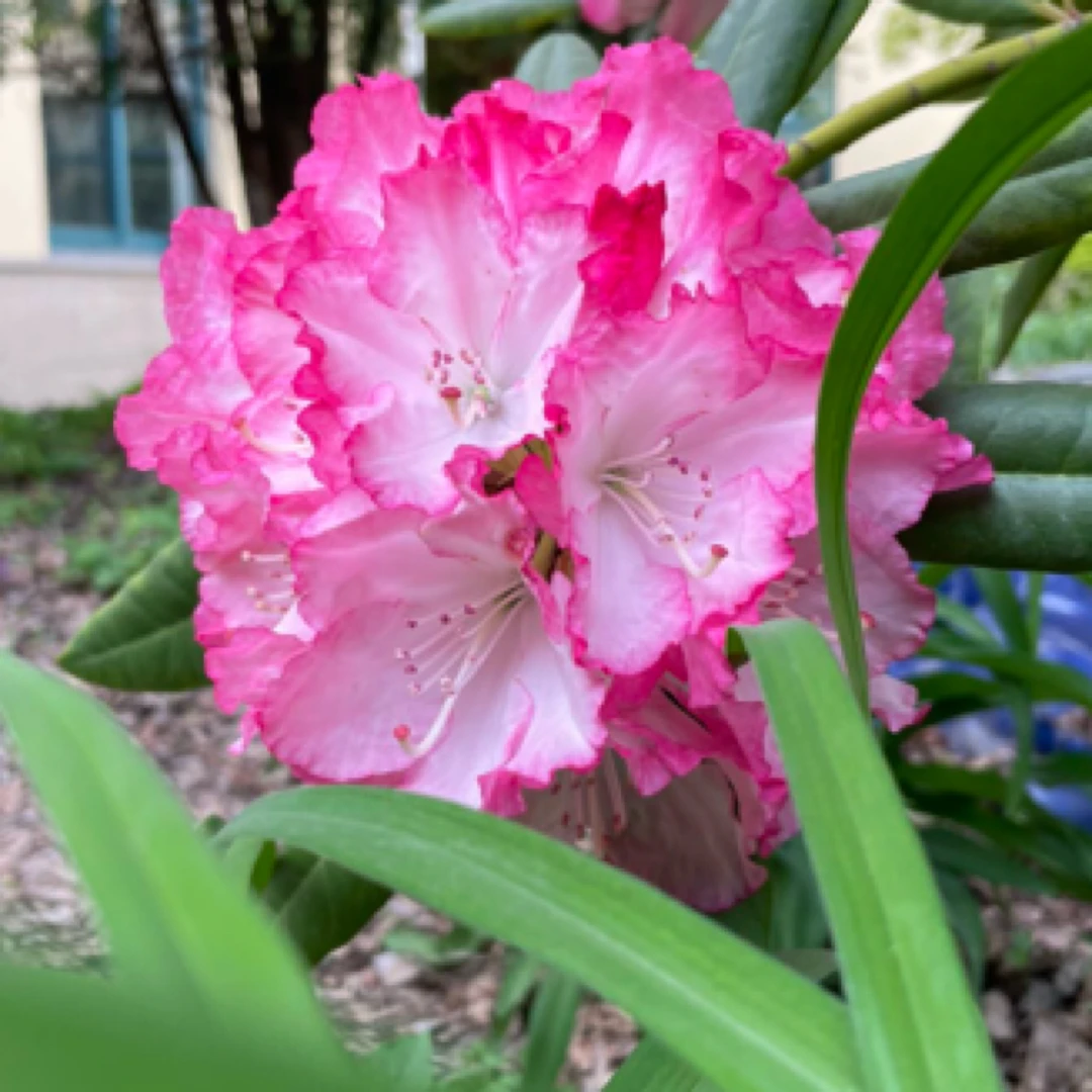 高山杜鹃红粉藤井贵夫人中苗耐寒植物四季原盆原土发货不带花苞