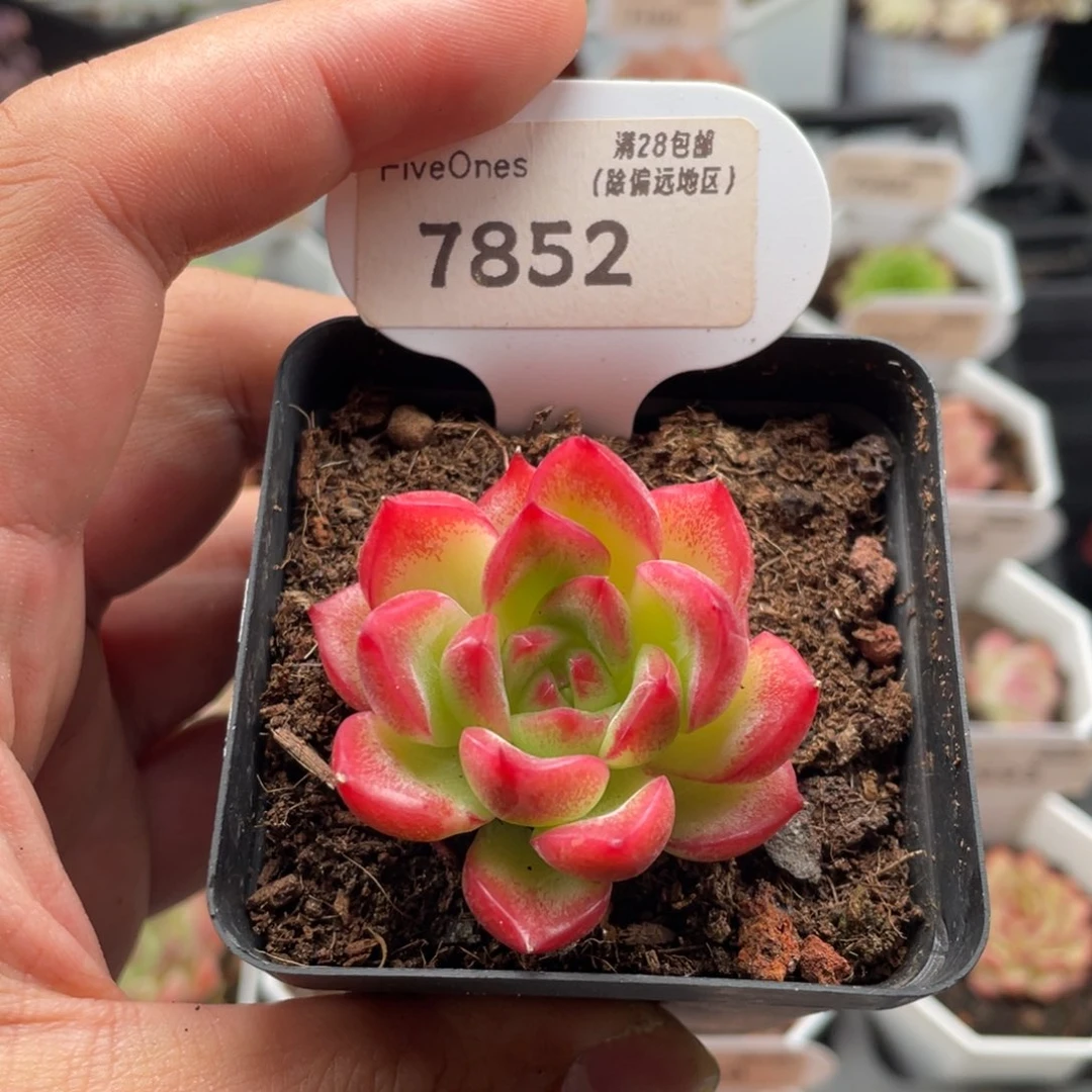 弗瑞安娜7852-4.5厘米
