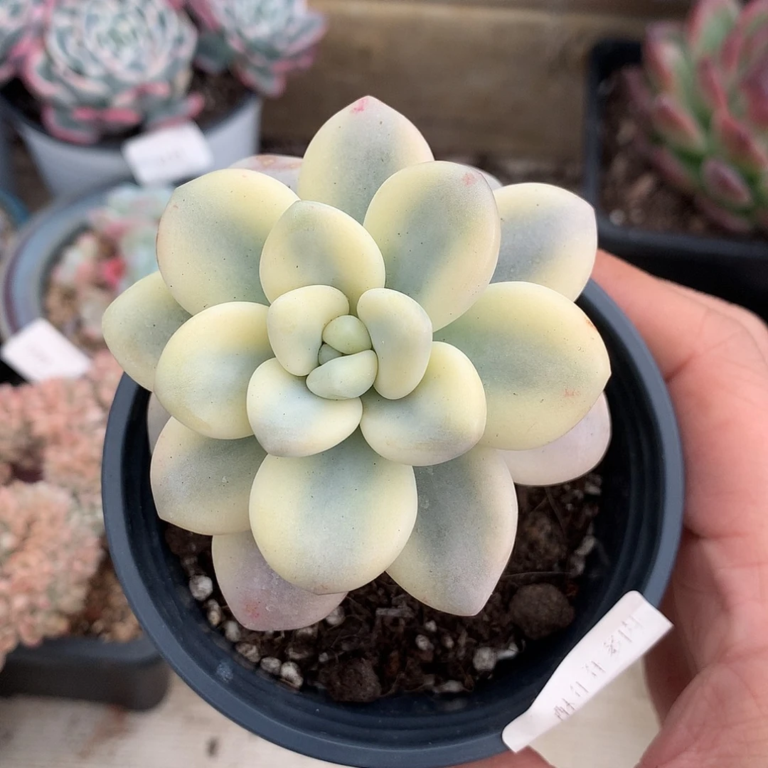 6676洛神锦多肉一颗7厘米