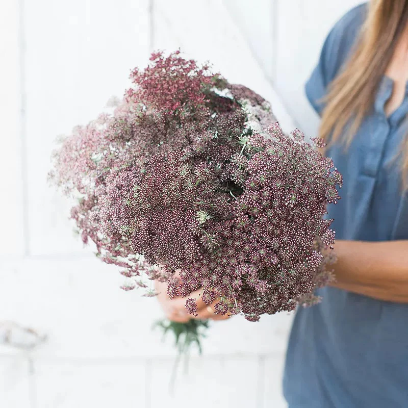 上上花田 蕾丝花胡萝卜达拉花苗盆栽花镜植物花量大