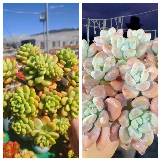 X洛神+香格里拉 耐晒皮实 绿植 室内室外都能养