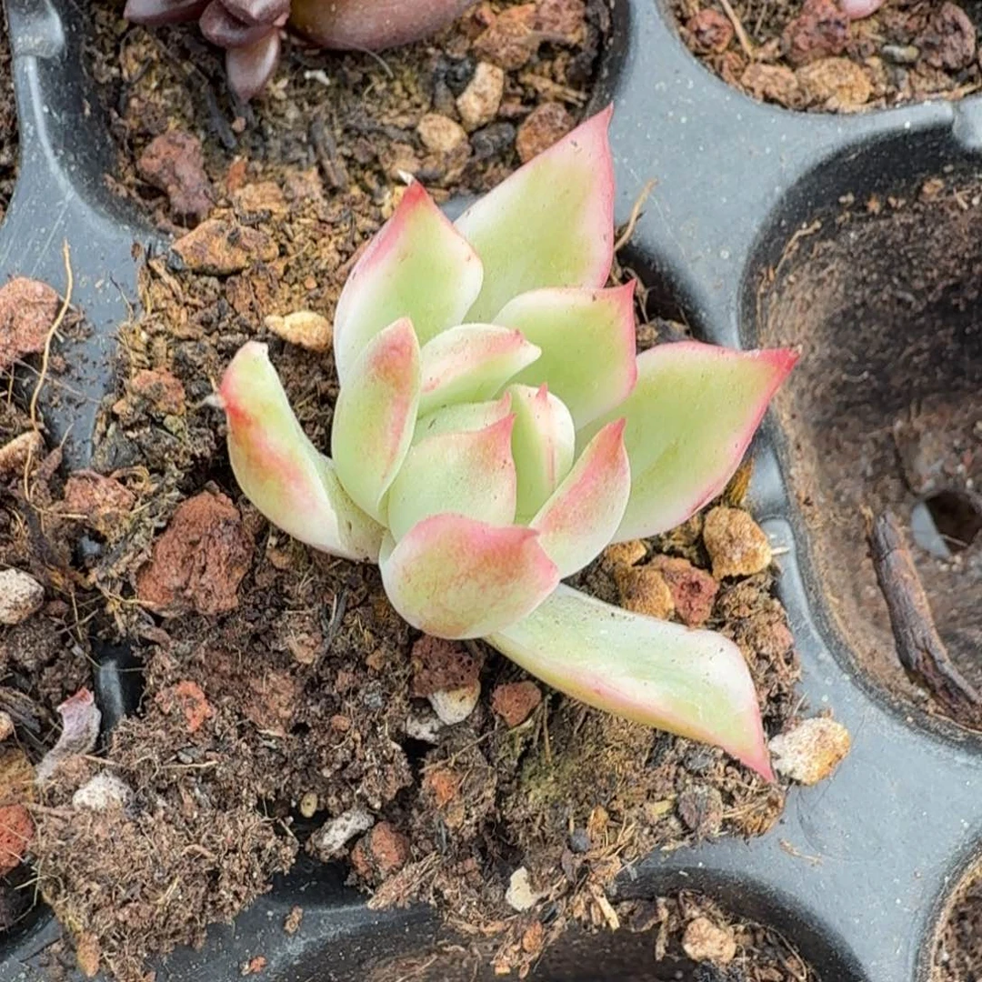 白腹欧你锦宝莲灯
