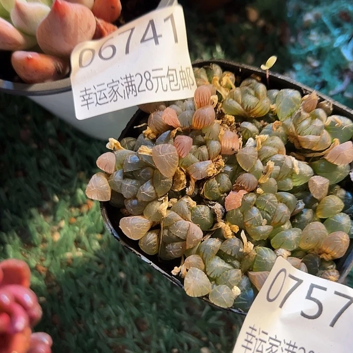 幸运的是我还在努力