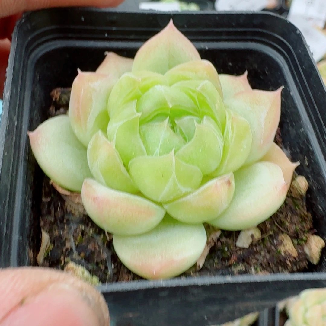 多肉杂交一物一拍26-45