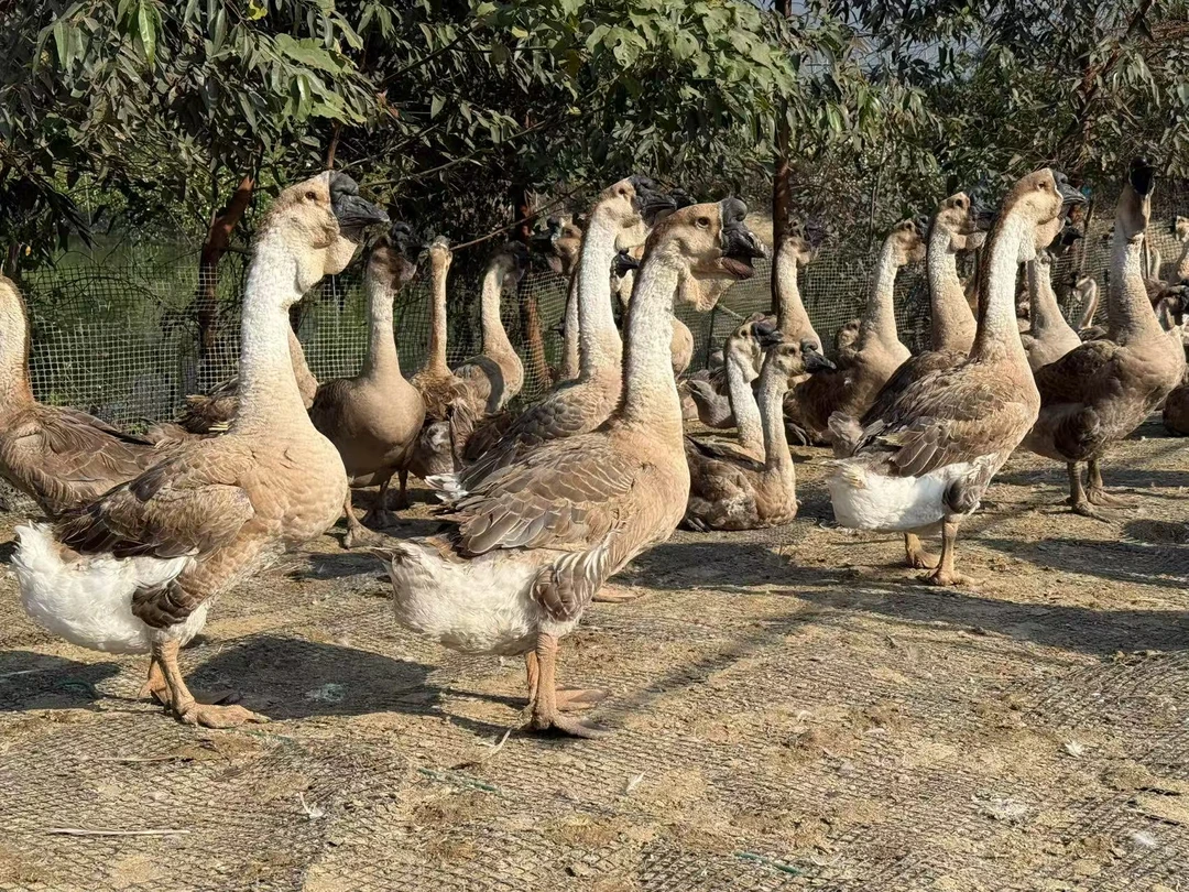 鹅肉狮头鹅整只顺丰发货