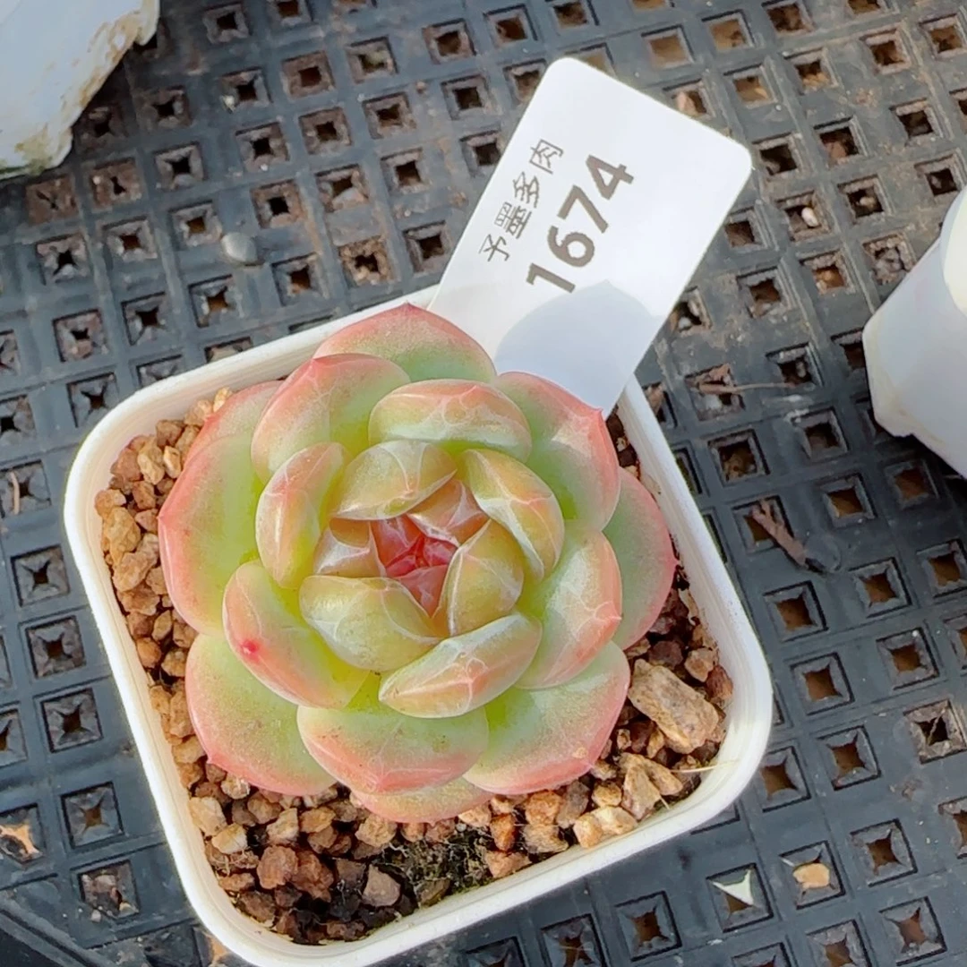 栀子花，1674多肉植物
