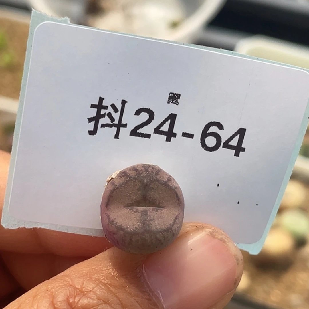 24-64毛杂多肉植物