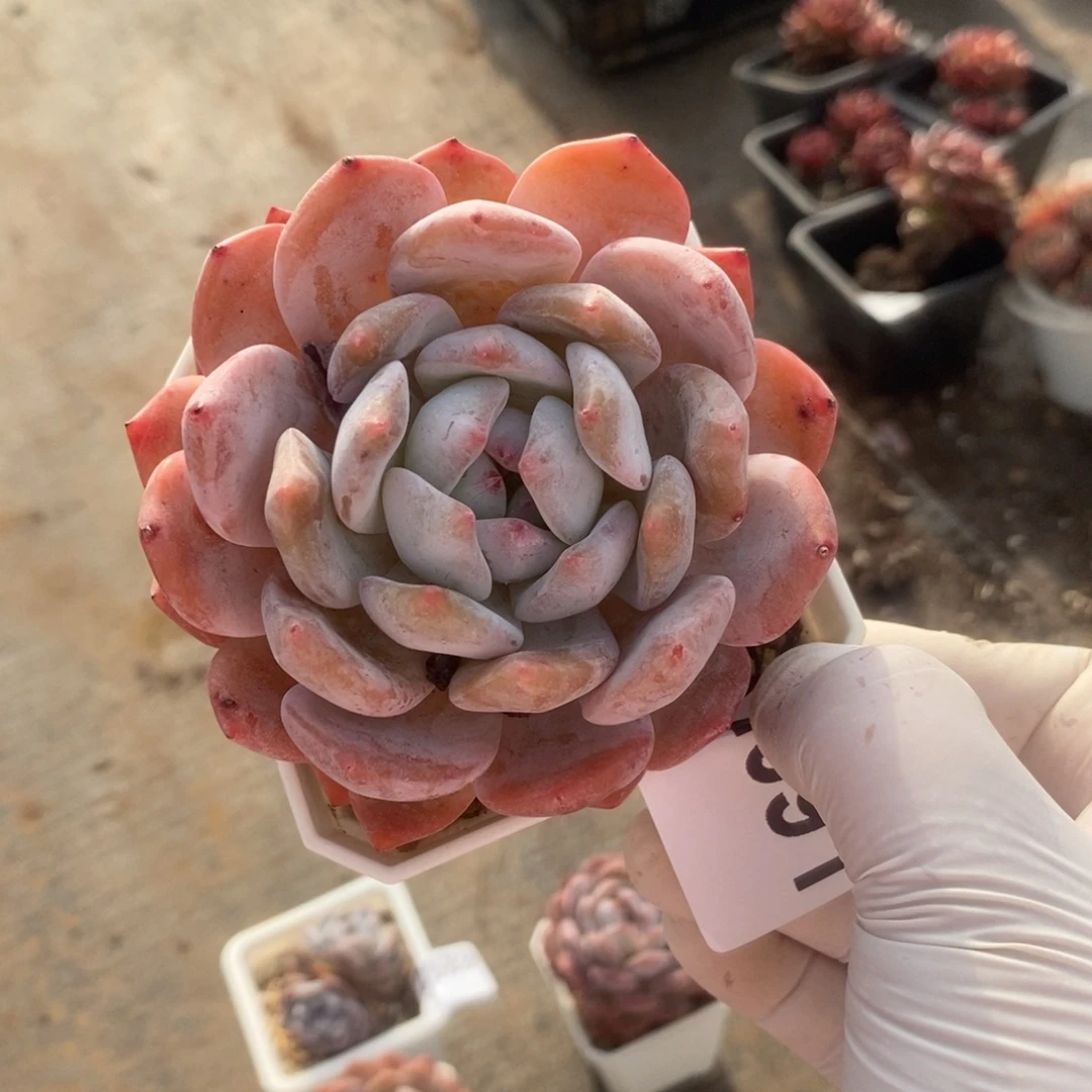 星***L2691橙梦露一物一拍