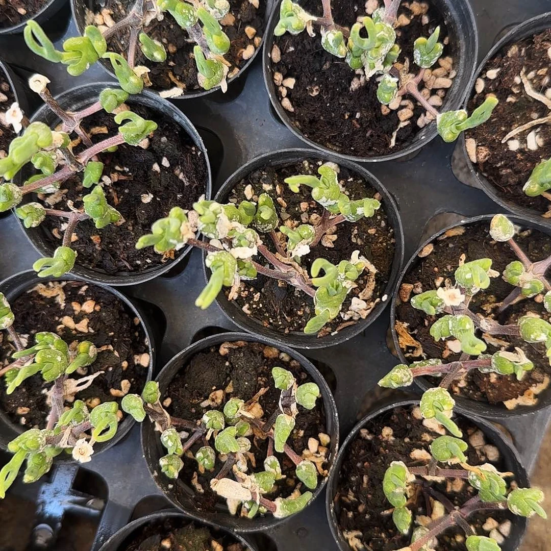 冰糕枝干兔子多肉植物