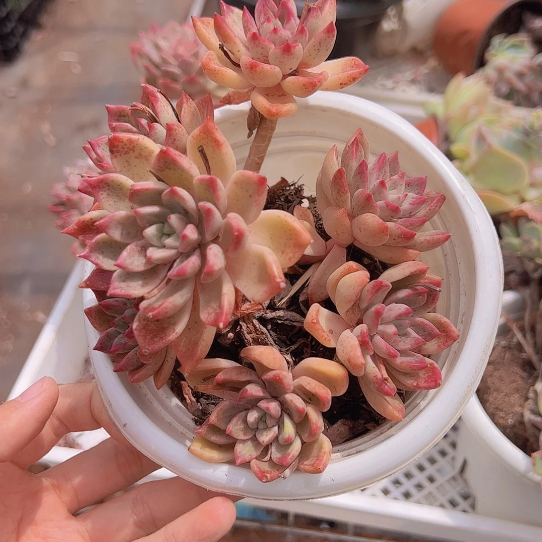 红色油漆桶老桩多头大盆群