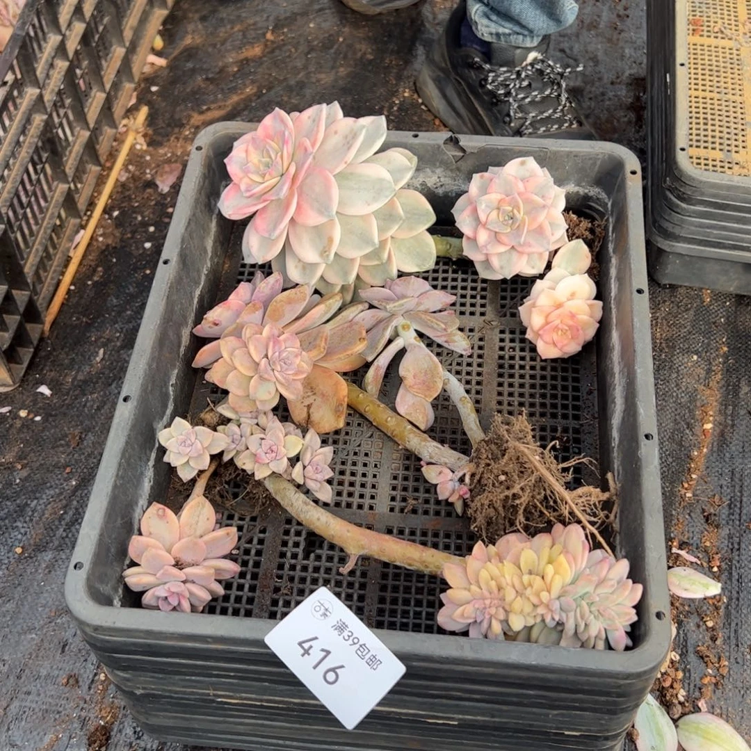 416多肉植物纤维维生素