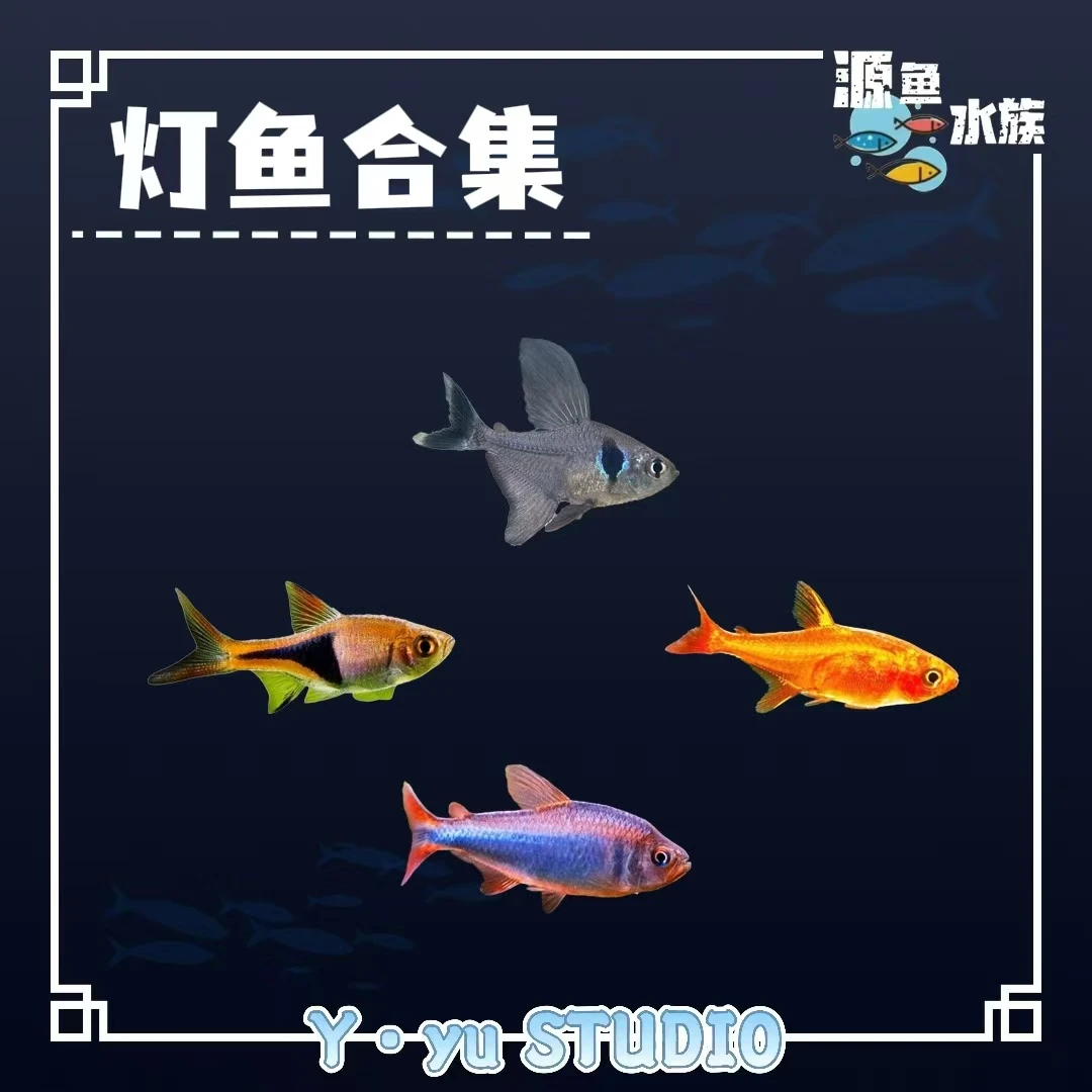 【源鱼】清缸专用链接