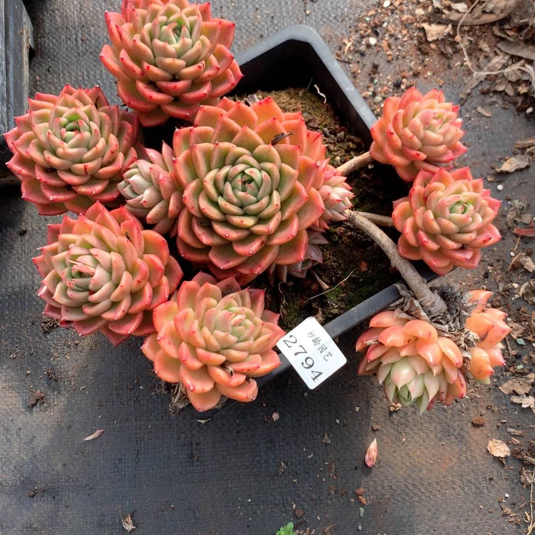 张*然2794不包掉头价杂交多肉植物