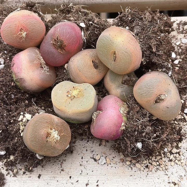 木***生3125。  一组巨大毛毛。