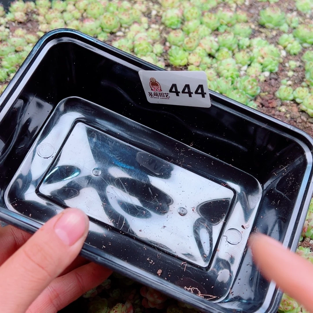 溺****多肉植物多肉植物