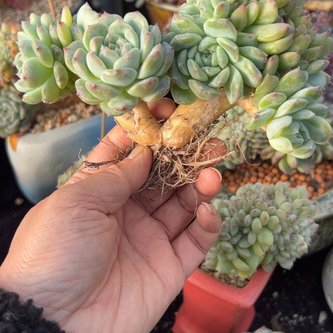 *‍****新年快乐啊88888888