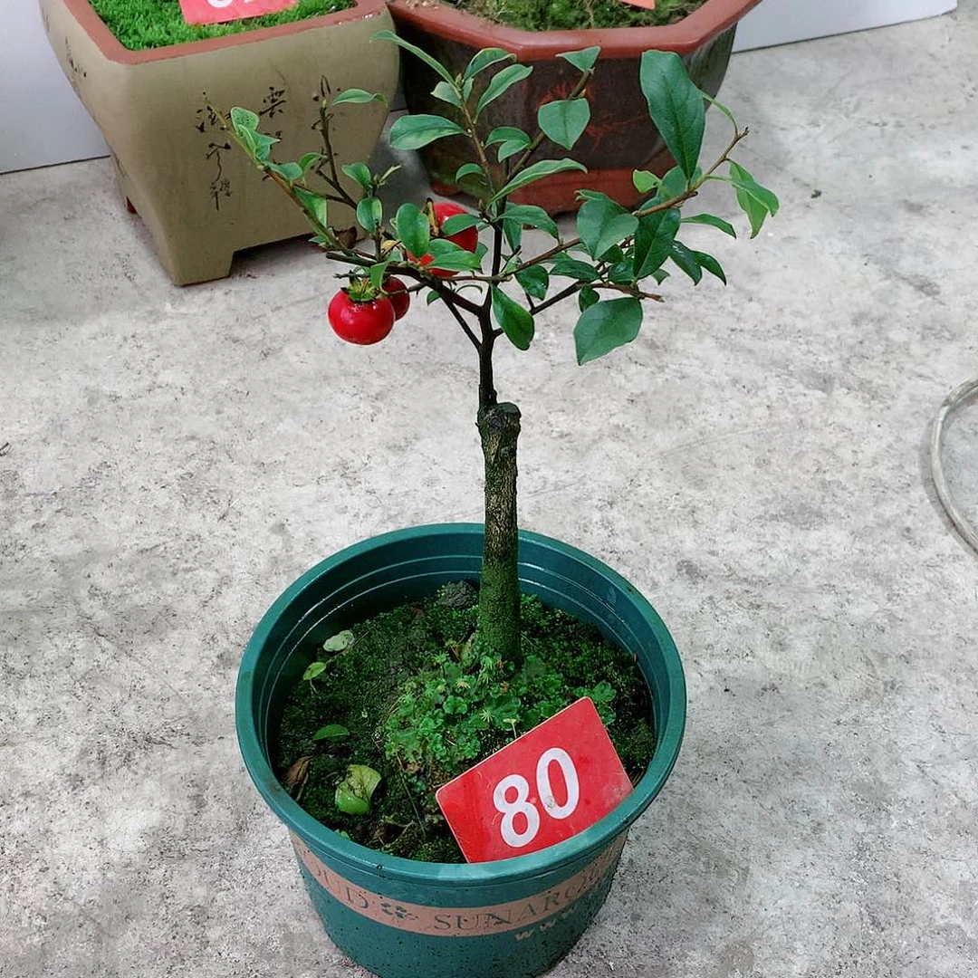 金弹子新*金弹子盆景