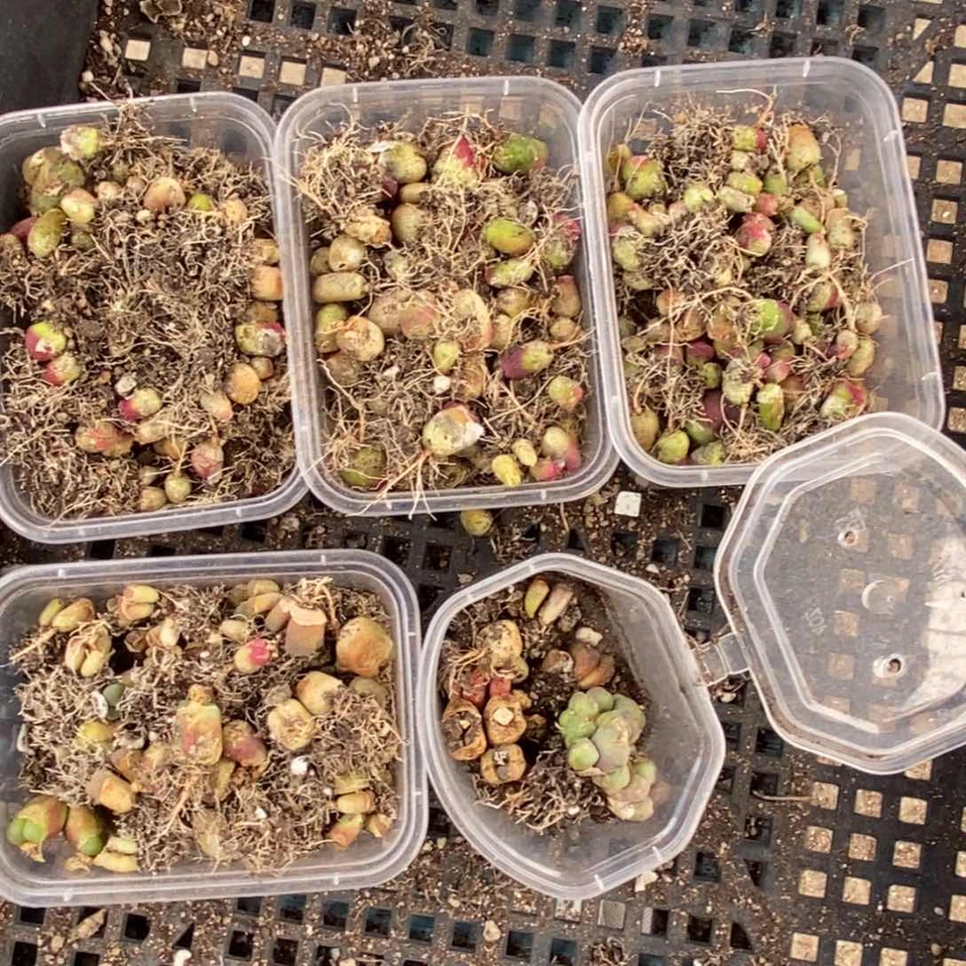 是****?老白多肉福利组合大暴雨