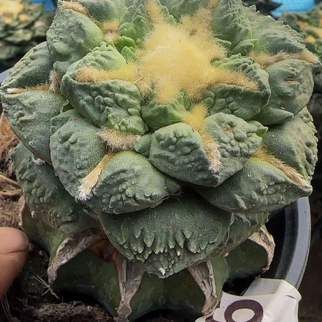 龟甲怒556仙人球开花