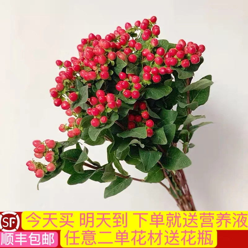 10-15支红豆（相思豆）鲜花今天买明天到顺丰包邮送花上门