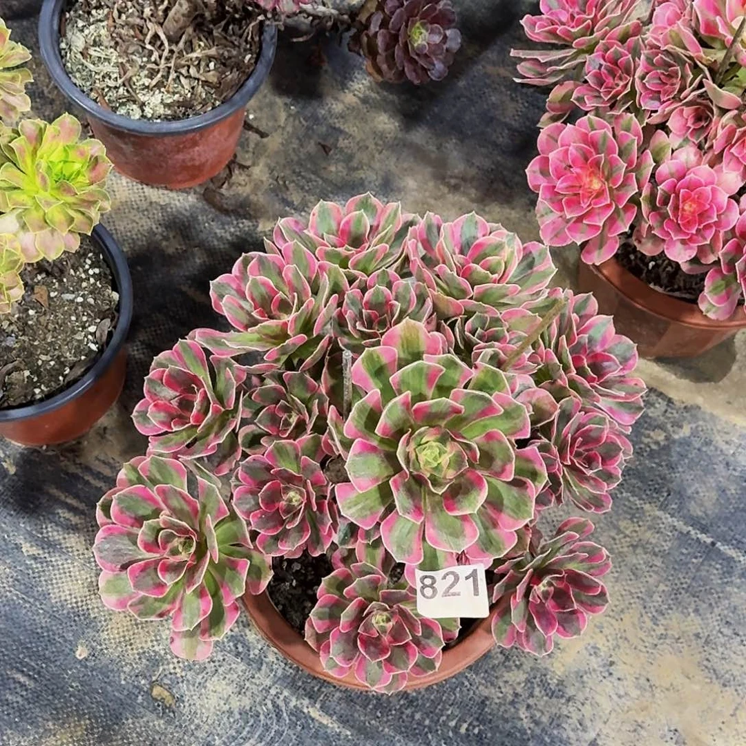 821女妖冠服30公分