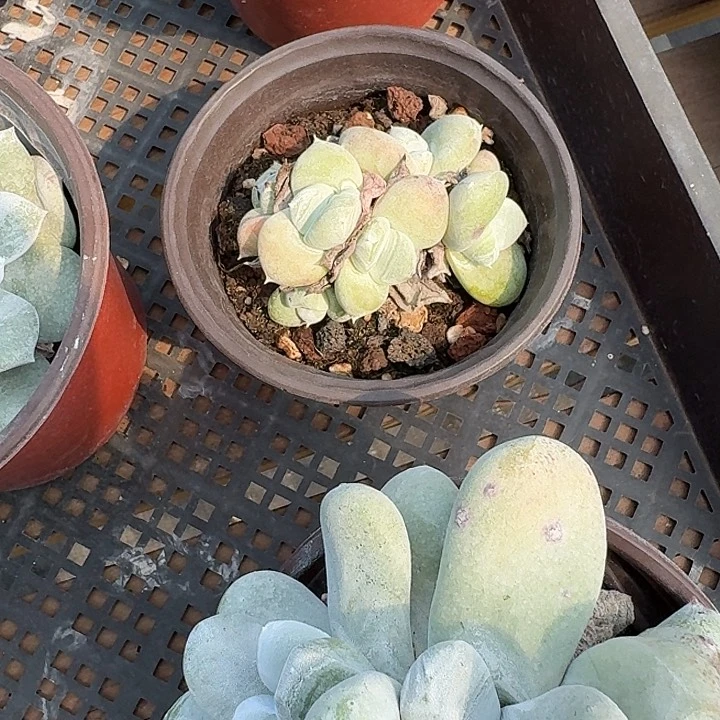 取*牡丹苹果叶仙女杯一物一拍