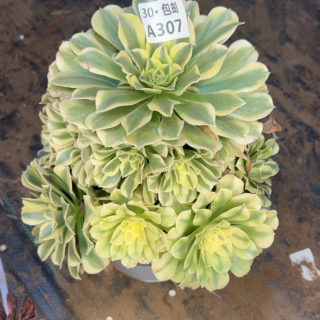 雪*307 多肉法师不包侧枝