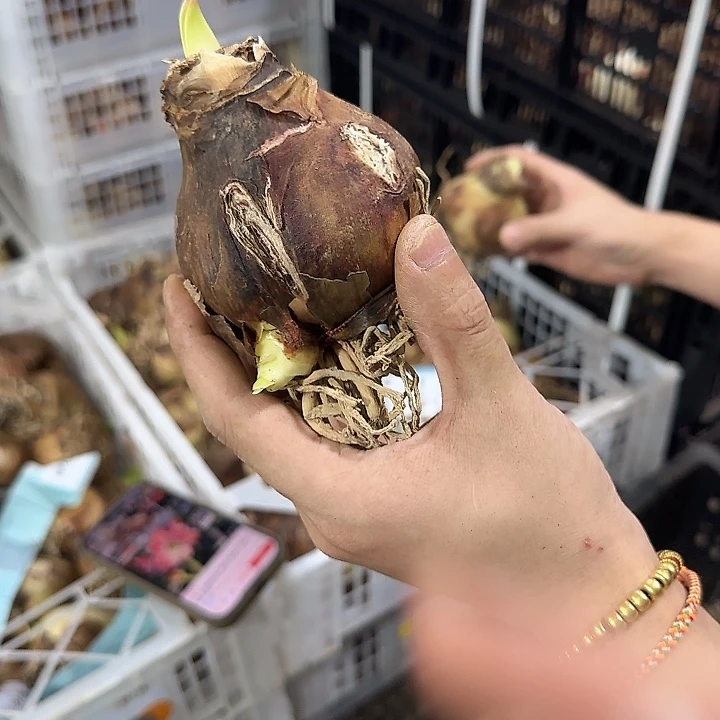 蒂卡帝国刀伤球6.5公分
