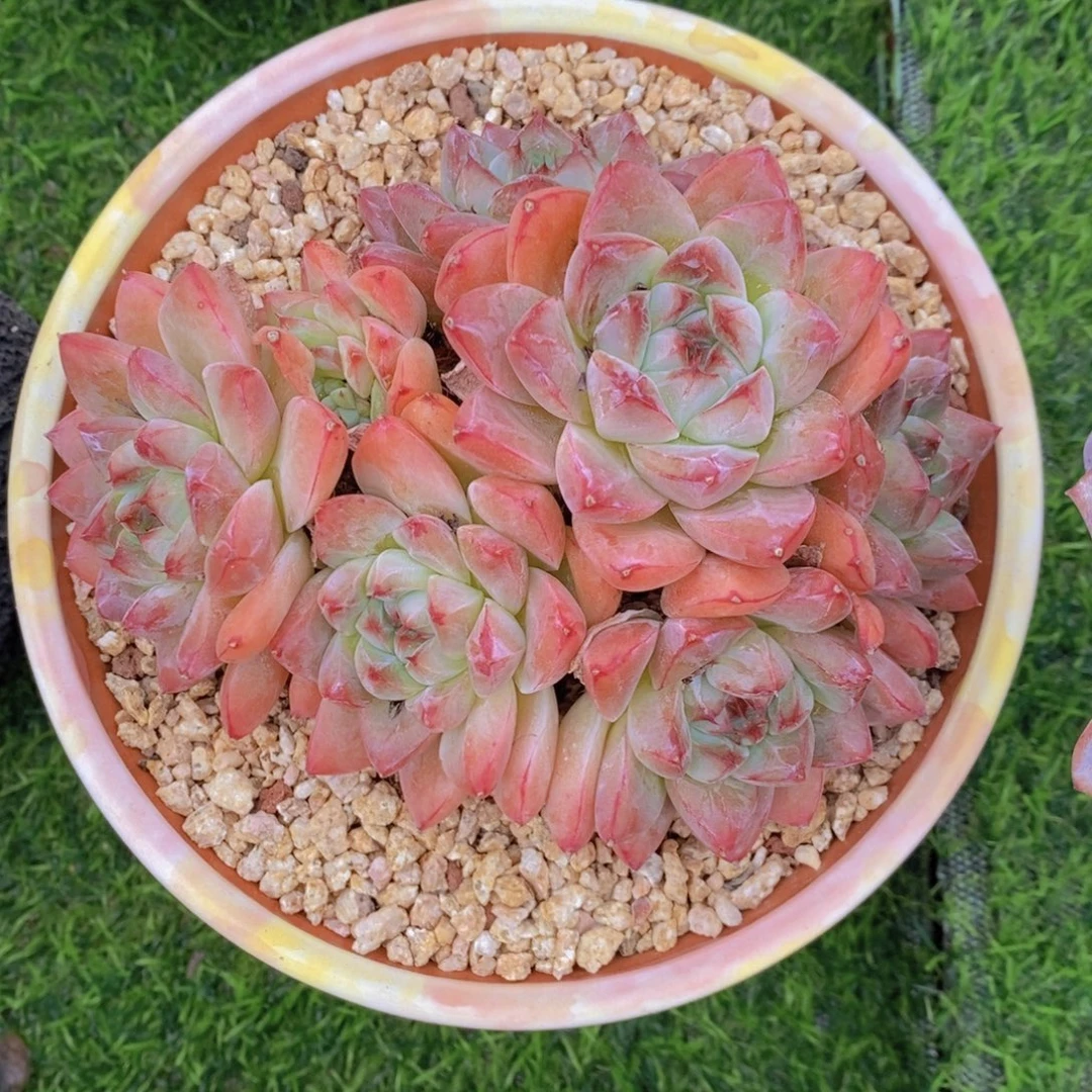 如梦令 一物一拍。