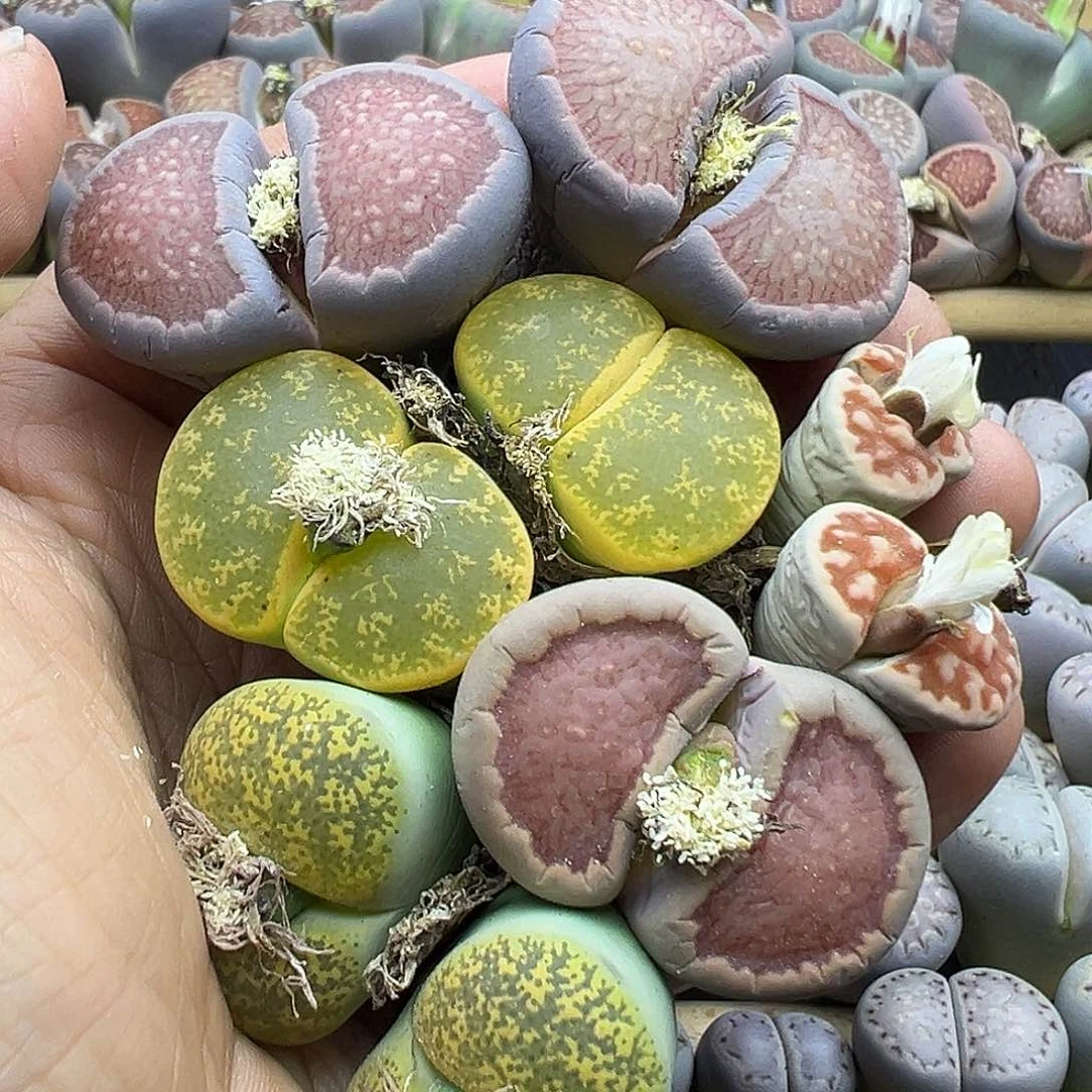 1906生石花部分有伤长腿清不售后