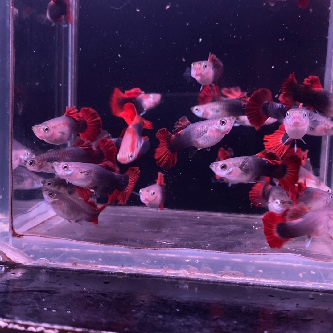 孔雀鱼菊花帆一缸