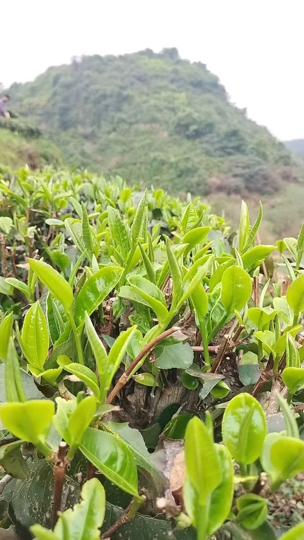 【明前·头采】2025白马山英德红茶 鲜爽 密香  英红九号