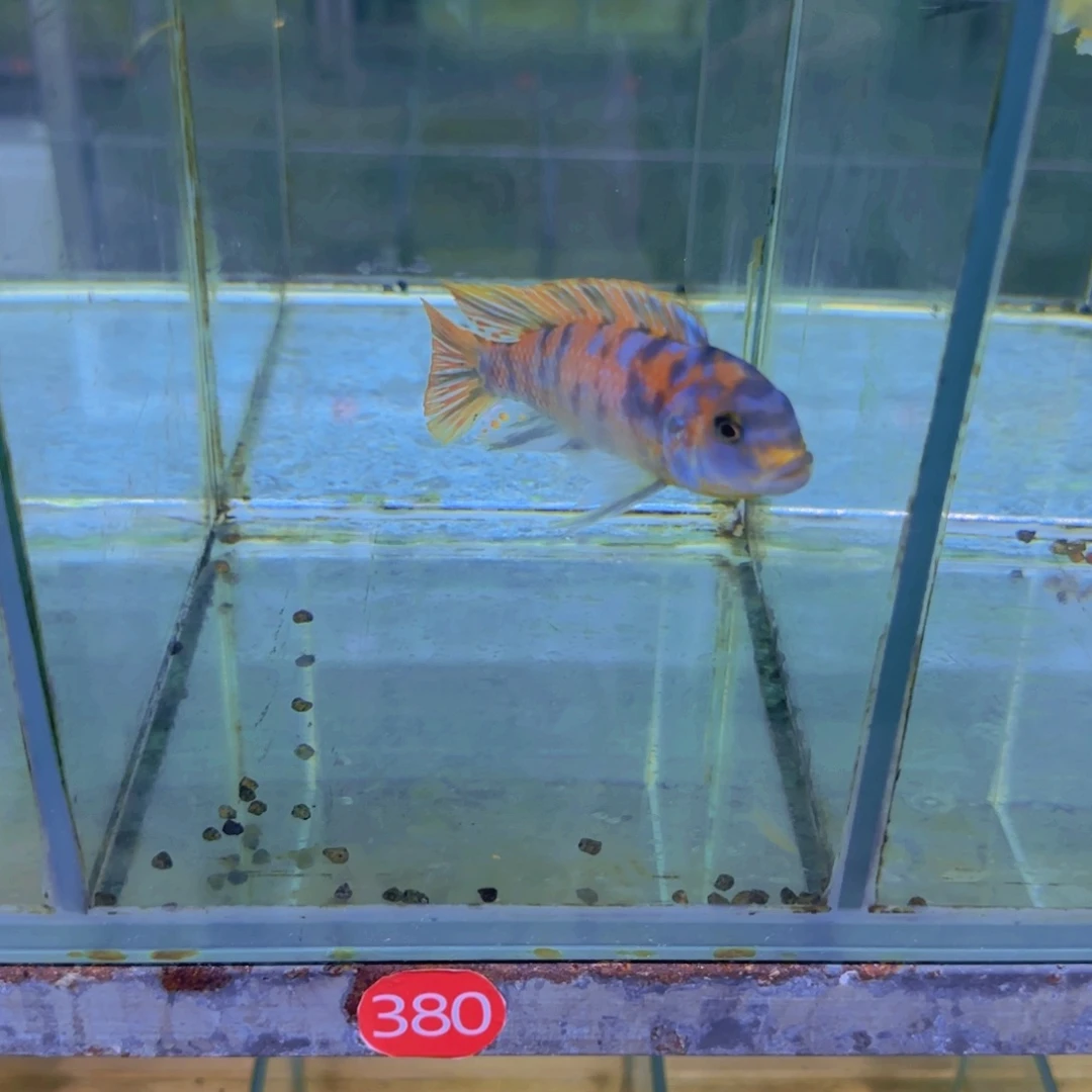 海水鱼380-308-杰罗焦，mc