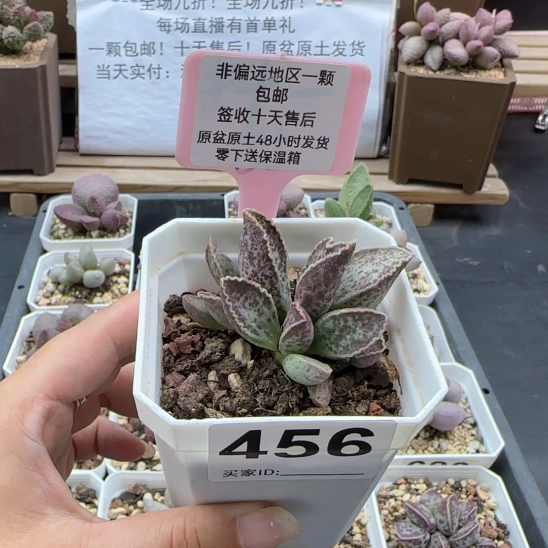 456粉鲍鱼多肉植物