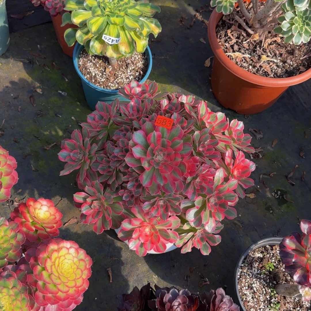 春***春583多肉法师锦1111